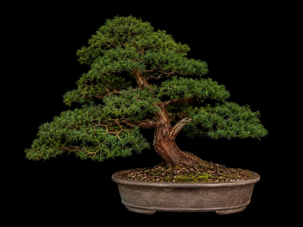 Yew bonsai