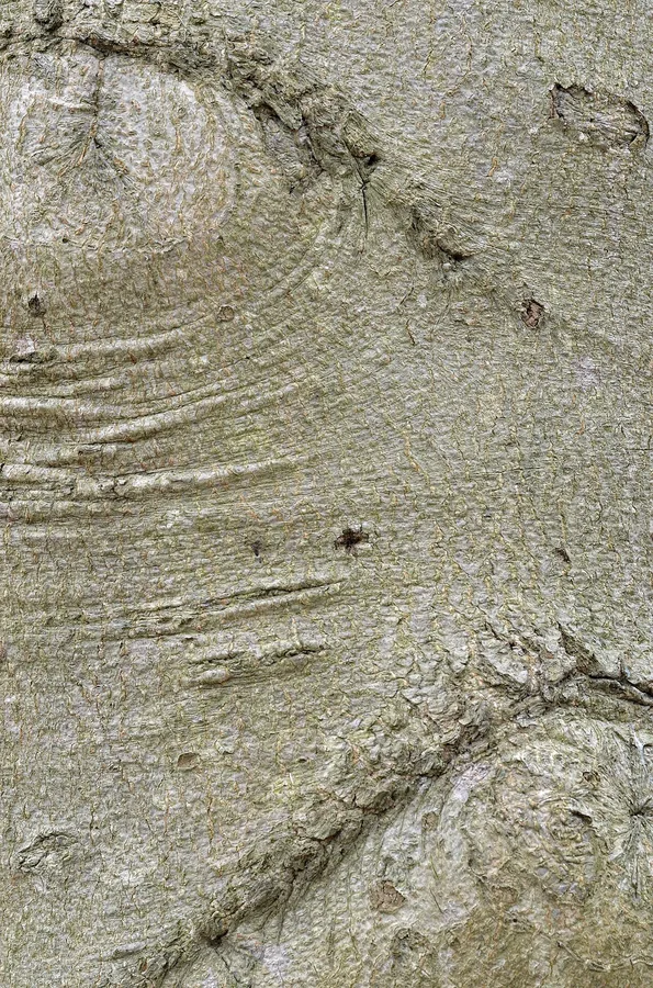 American Beech — Bark & trunk