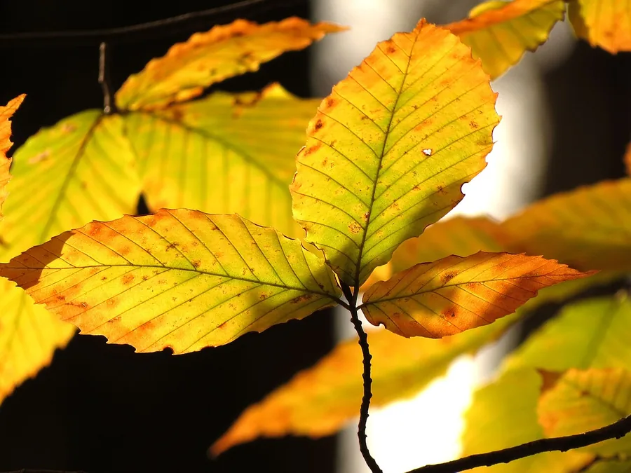 American Beech — Foliage / leaf detail