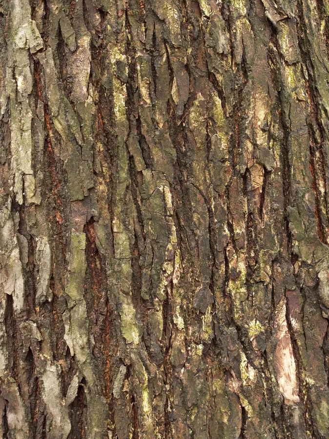 American Elm — Bark & trunk