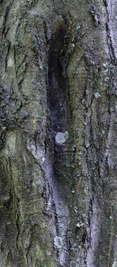 American Hornbeam — Bark & trunk