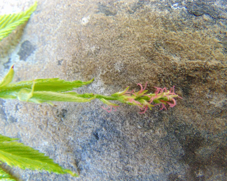American Hornbeam — Flower