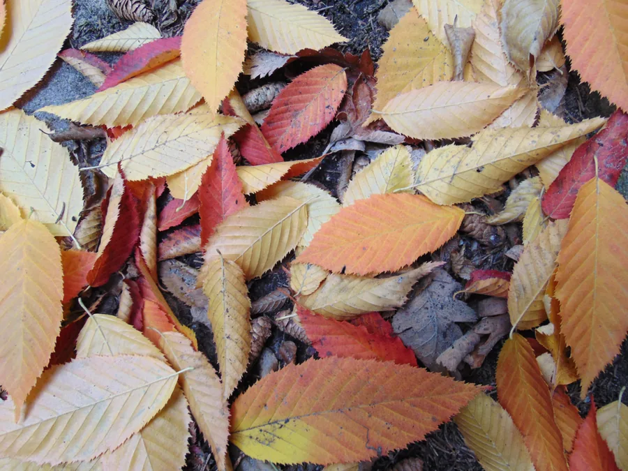 American Hornbeam — Foliage / leaf detail