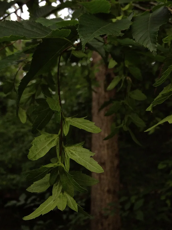American Hornbeam — Fruit / seed