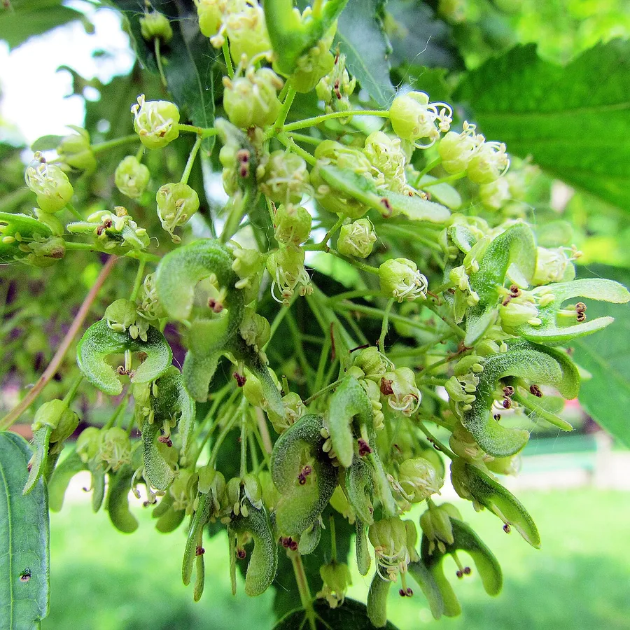 Amur Maple — Flower