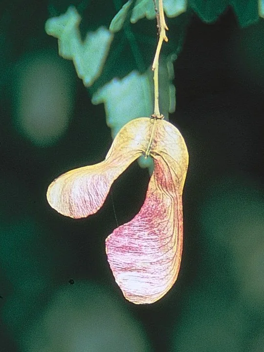 Amur Maple — Fruit / seed