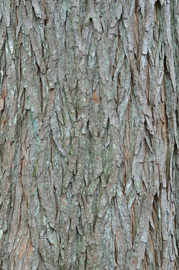 Bald Cypress — Bark & trunk