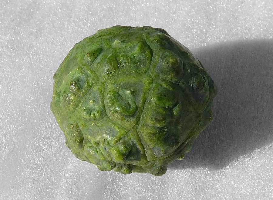 Bald Cypress — Cone
