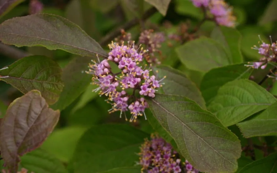 Beautyberry — Flower