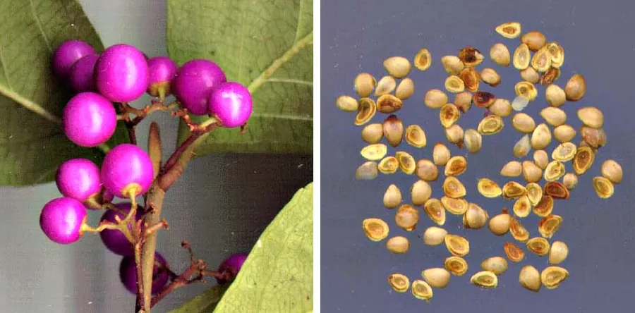 Beautyberry — Fruit / seed