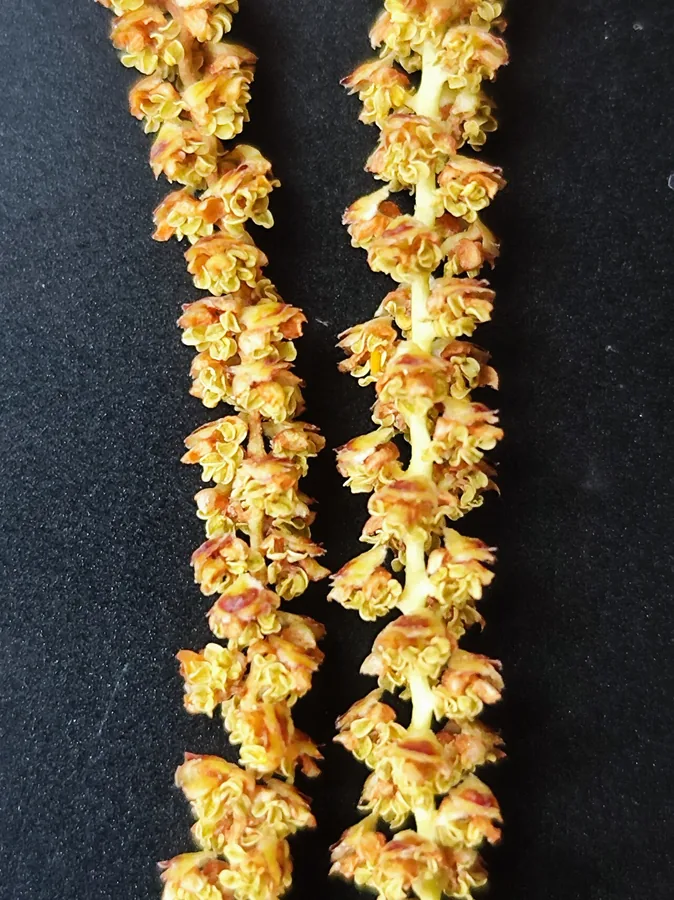 Birch — Flower