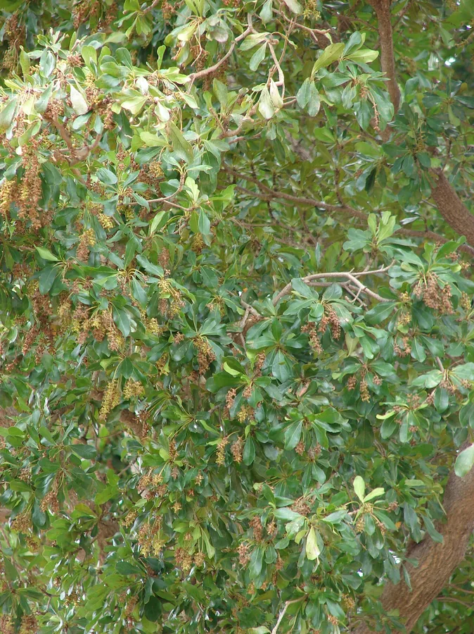 Black Olive — Flower