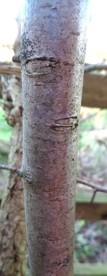 Blackthorn — Bark & trunk