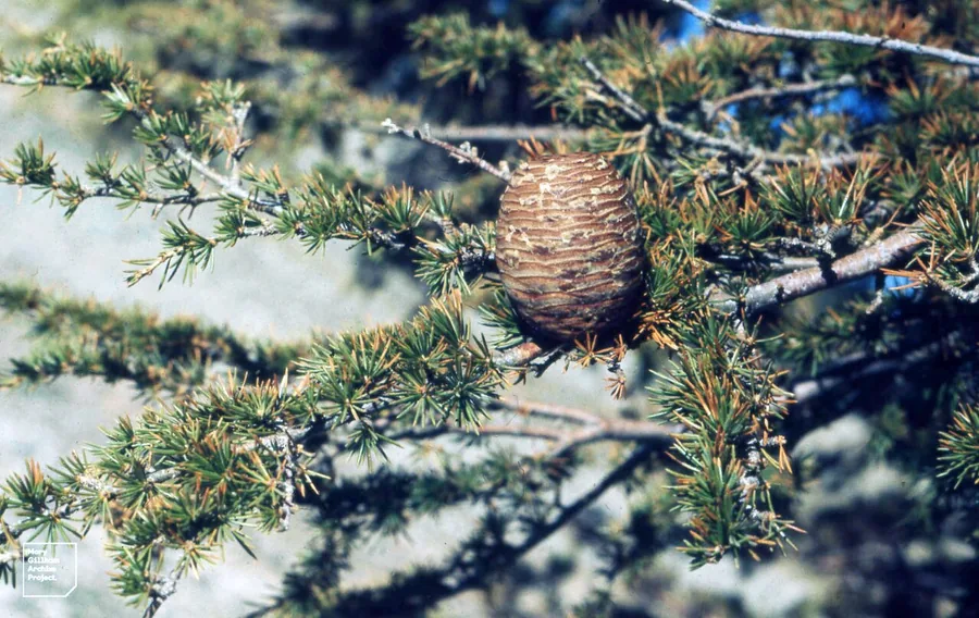 Blue Atlas Cedar — Cone