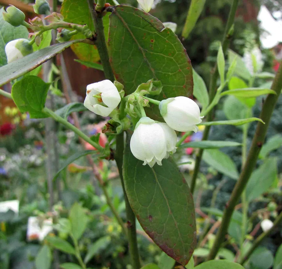 Blueberry — Flower