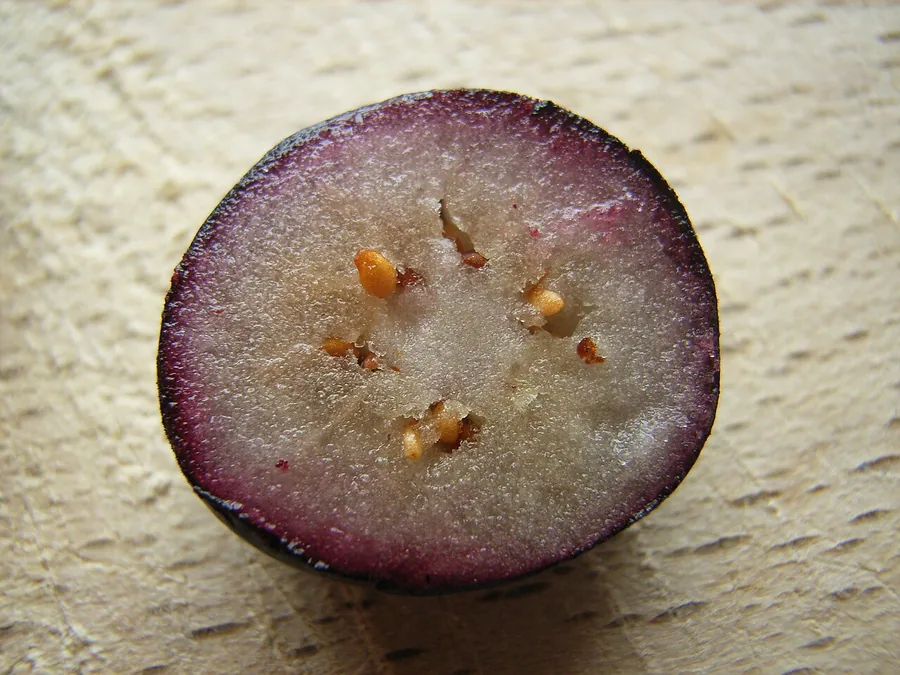 Blueberry — Fruit / seed