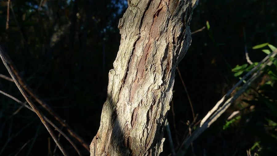 Bottlebrush — Bark & trunk