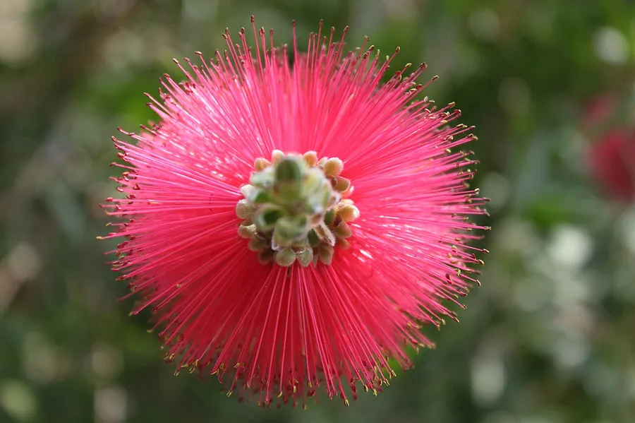 Bottlebrush — Flower