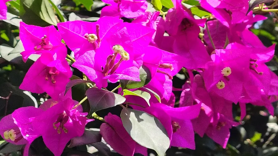 Bougainvillea — Flower