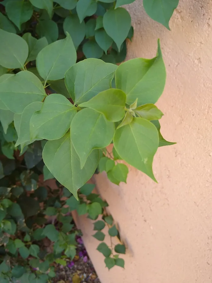 Bougainvillea — Foliage / leaf detail