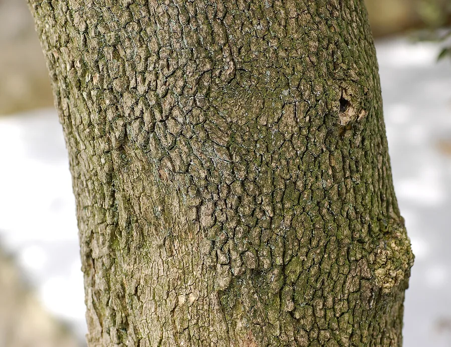 Boxwood — Bark & trunk