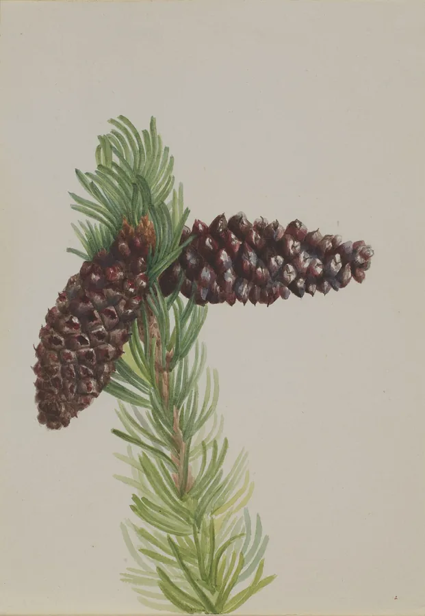 Bristlecone Pine — Cone