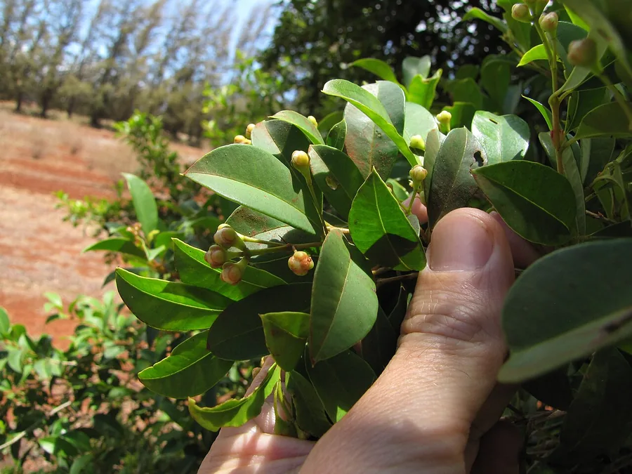 Brush Cherry — Flower