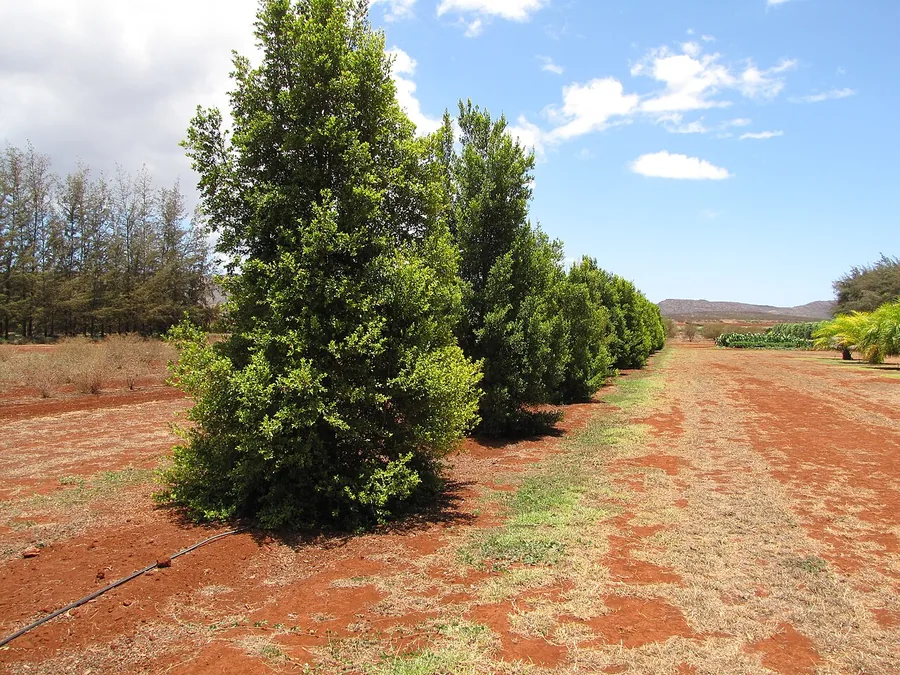 Brush Cherry — Fruit / seed