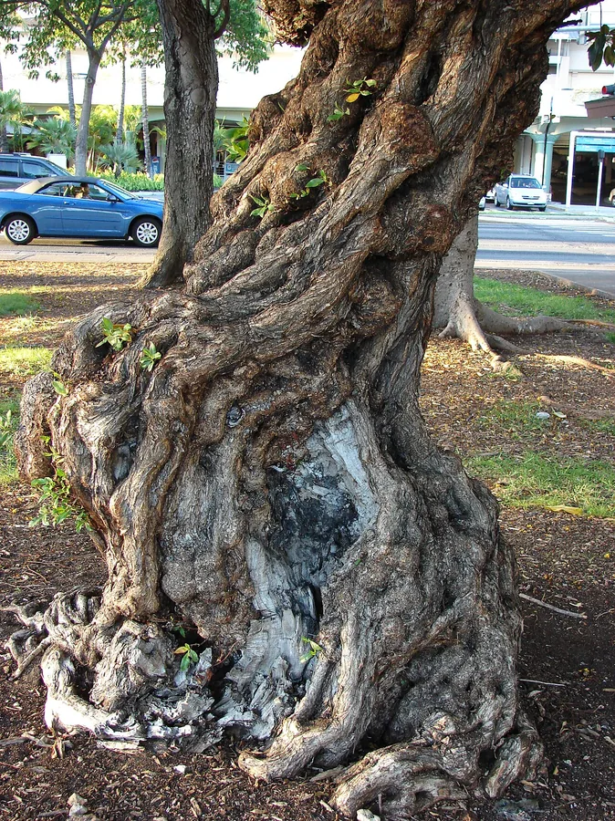 Buttonwood — Bark & trunk