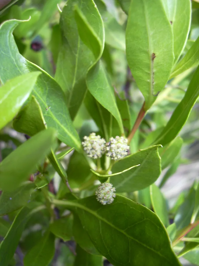 Buttonwood — Flower