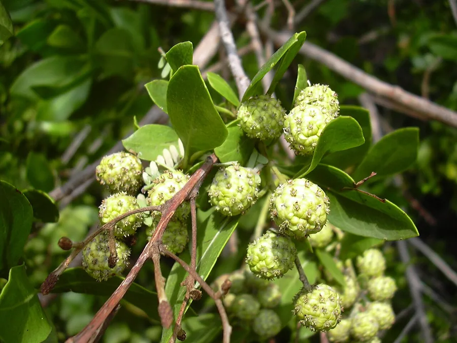 Buttonwood — Fruit / seed