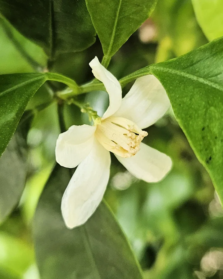 Calamondin Orange — Flower