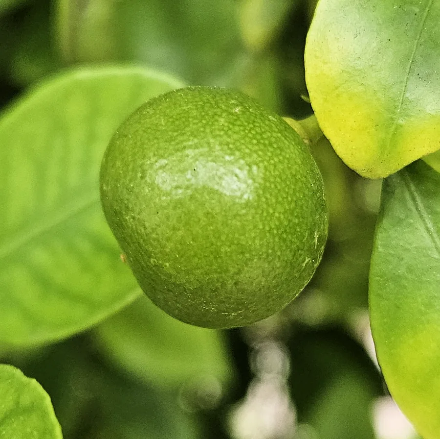 Calamondin Orange — Fruit / seed