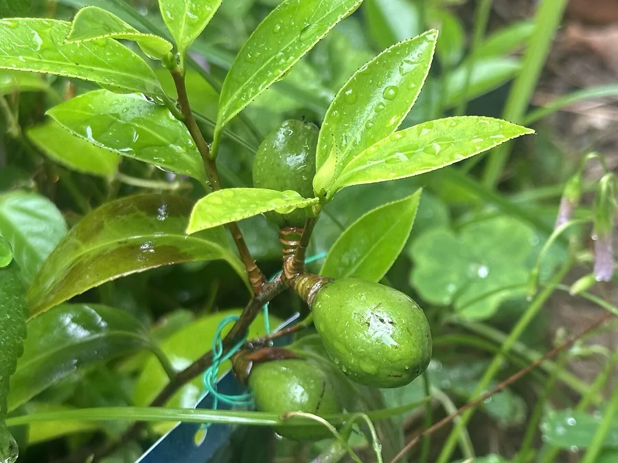 Camellia — Fruit / seed