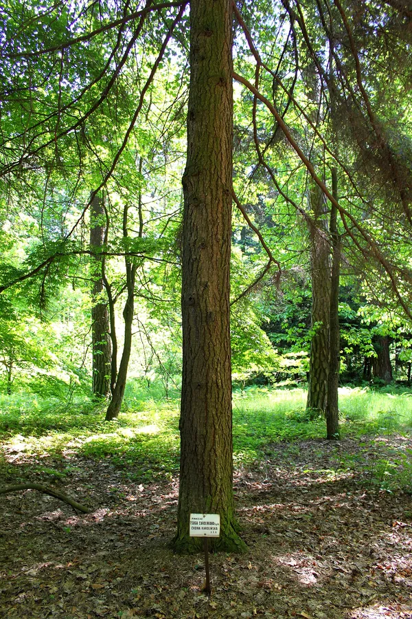 Carolina Hemlock — Bark & trunk