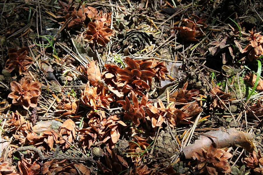 Carolina Hemlock — Cone