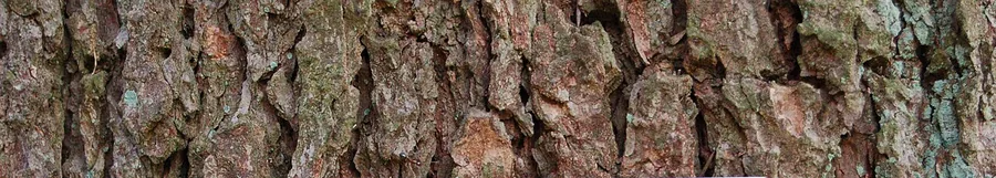 Cedar — Bark & trunk