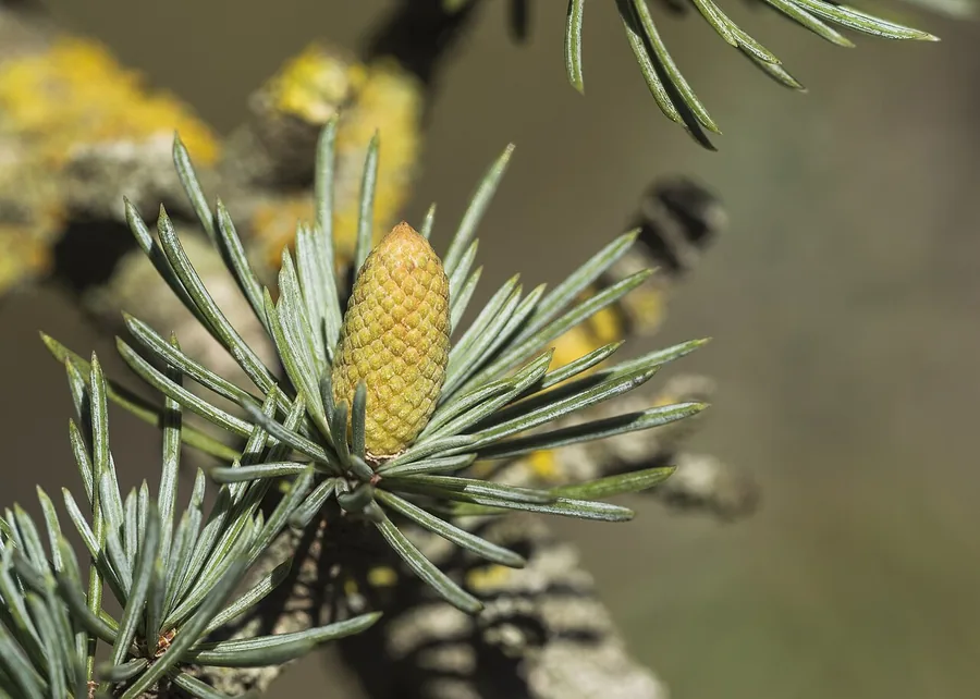 Cedar — Cone