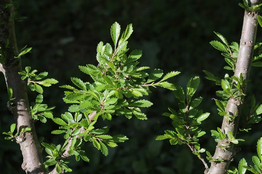 Chinese Elm — Bark & trunk