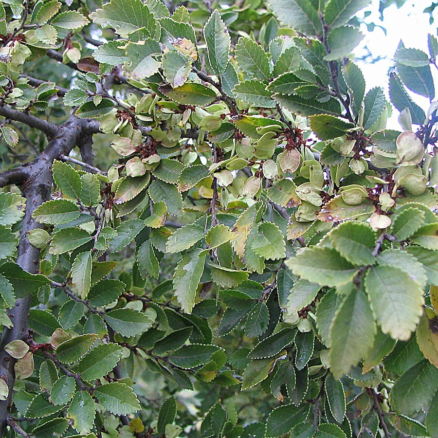 Chinese Elm — Foliage / leaf detail