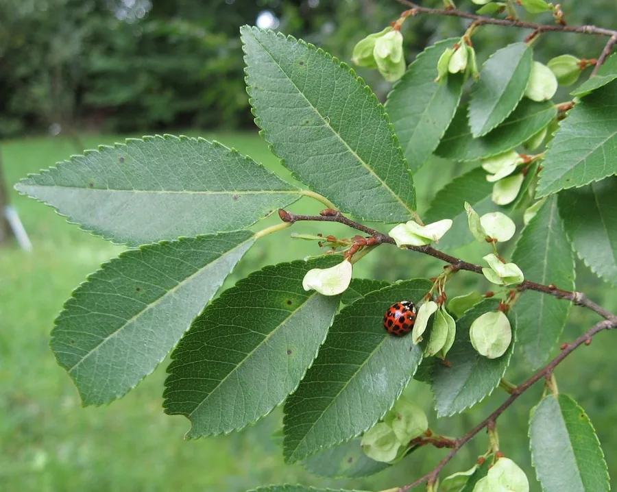 Chinese Elm — Fruit / seed