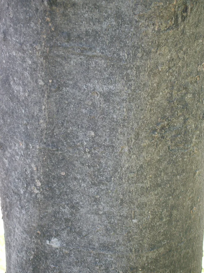 Chinese Hackberry — Bark & trunk