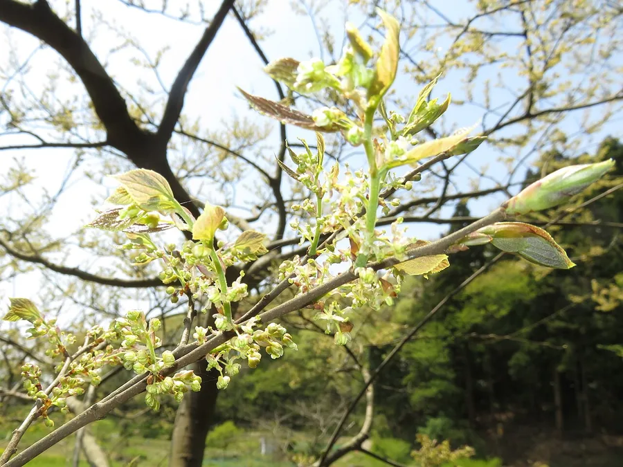Chinese Hackberry — Flower