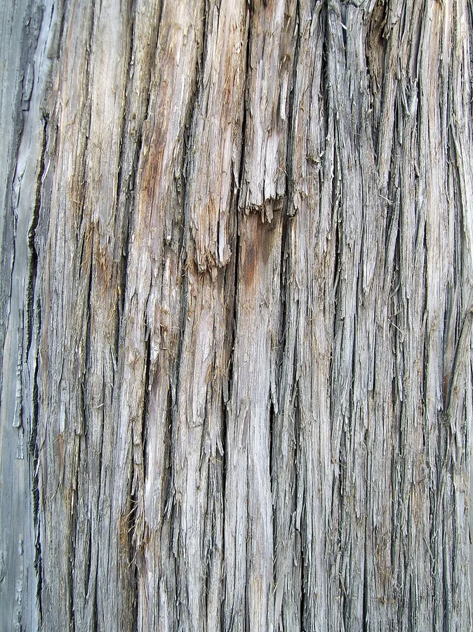 Chinese Juniper — Bark & trunk
