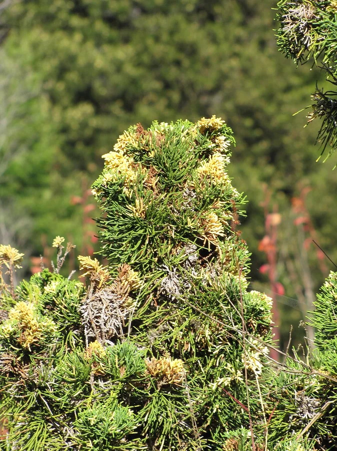 Chinese Juniper — Foliage / leaf detail