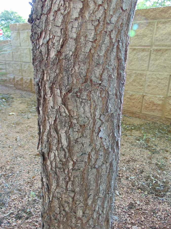 Chinese Pistache — Bark & trunk