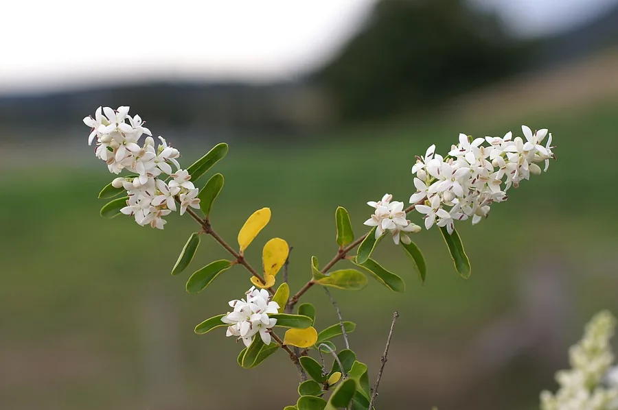 Chinese Privet — Flower