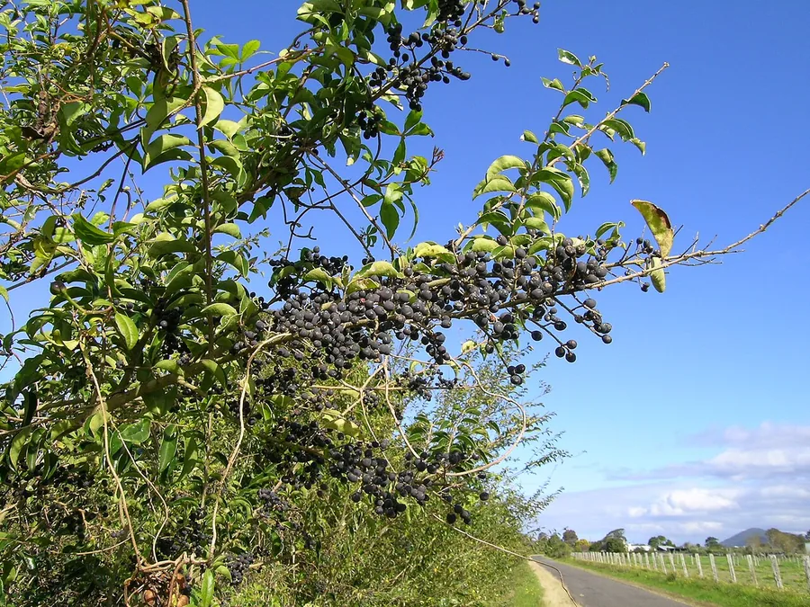 Chinese Privet — Fruit / seed