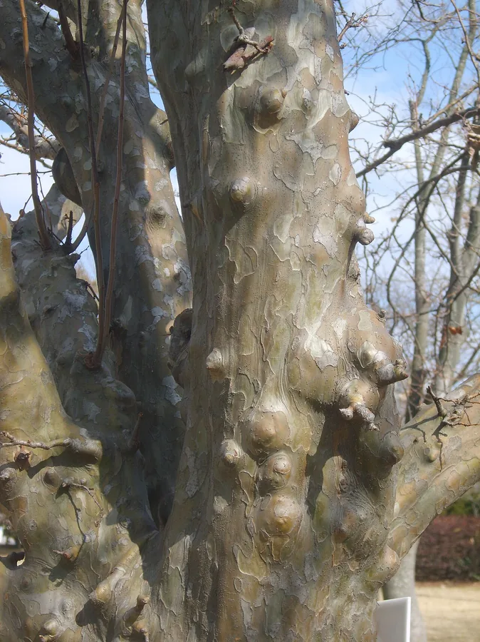Chinese Quince — Bark & trunk