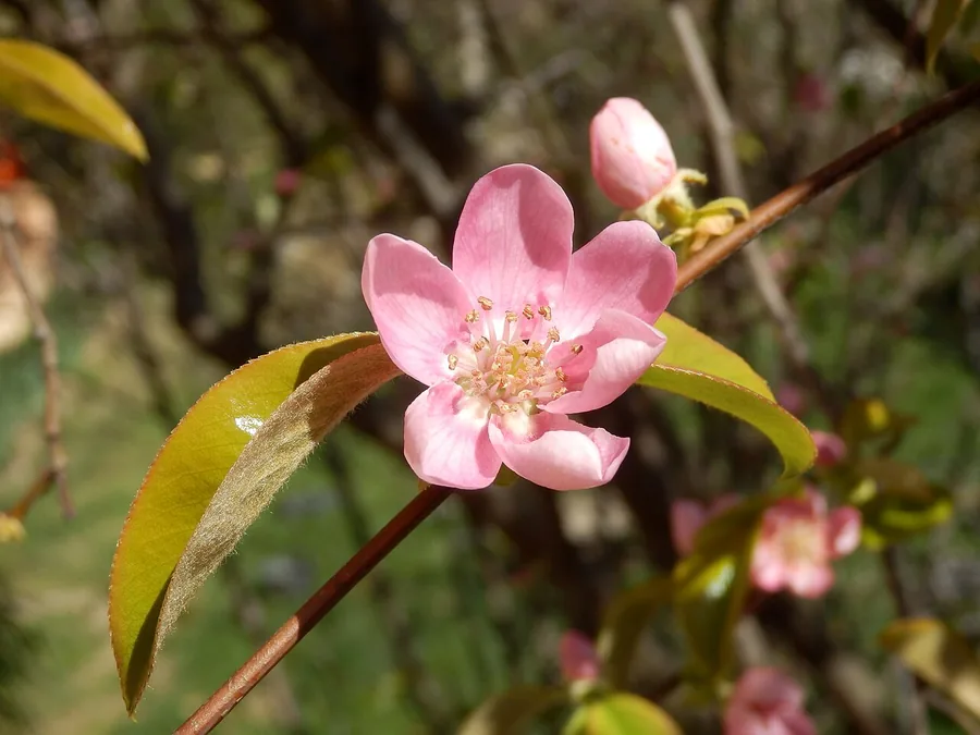 Chinese Quince — Flower